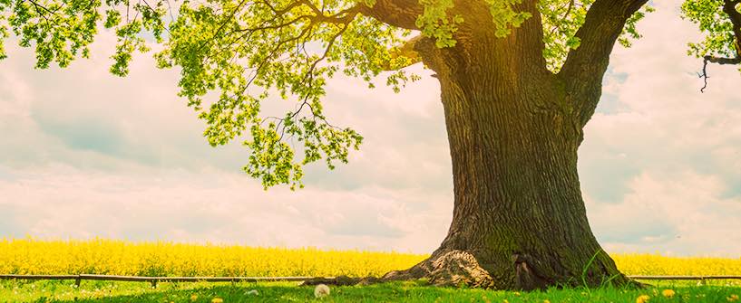 xdd_01-04a-.jpg.pagespeed.ic.AlPSICEici